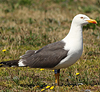 juvenile LBBG in October, ringed in Norway. (131273 bytes)